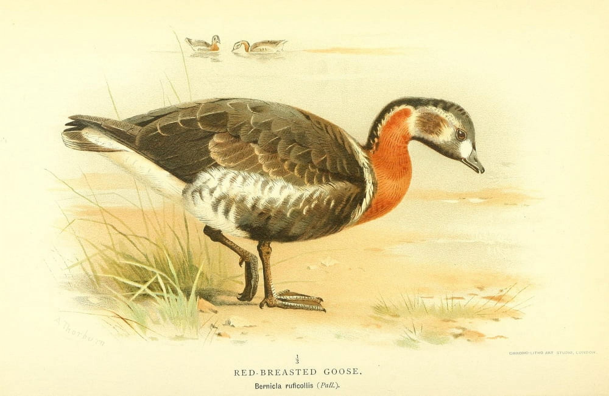 Birds of the British Islands 1885 Goose Red-breasted Canvas Art - Archibald Thorburn (18 x 24)