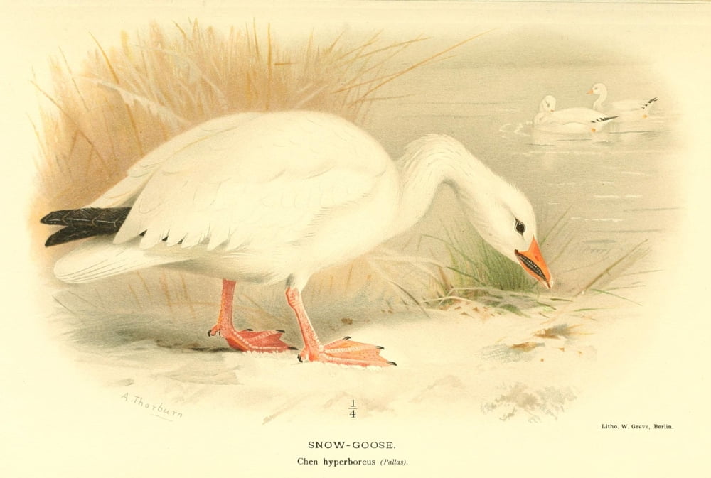 Birds of the British Islands 1885 Goose Snow Canvas Art - Archibald Thorburn (24 x 36)