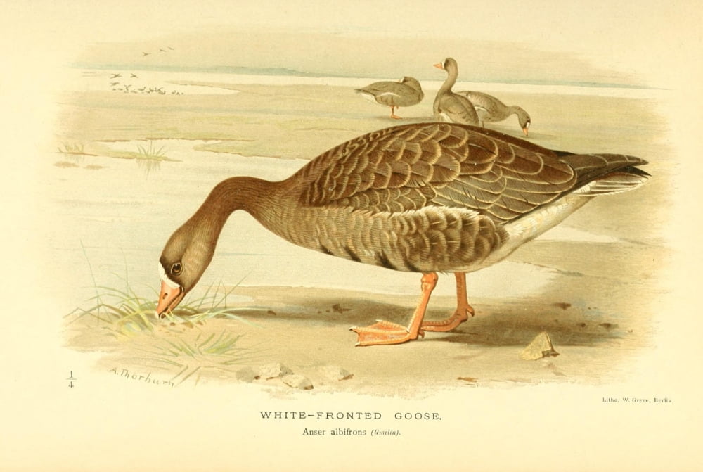 Birds of the British Islands 1885 Goose White-fronted Canvas Art - Archibald Thorburn (24 x 36)