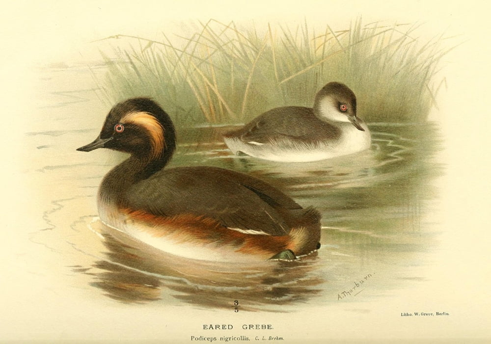 Birds of the British Islands 1885 Grebe Eared Canvas Art - Archibald Thorburn (24 x 36)