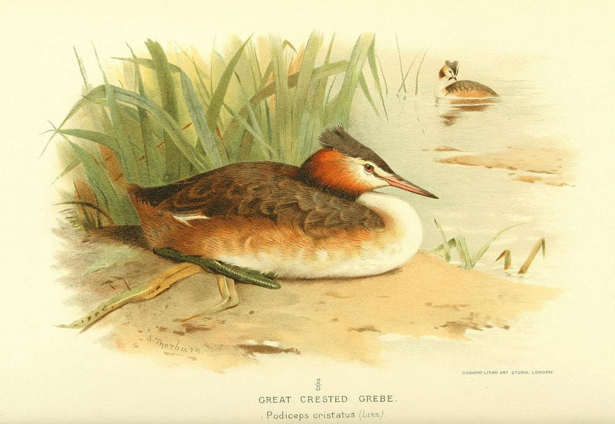 Birds of the British Islands 1885 Grebe Great Crested Canvas Art - Archibald Thorburn (24 x 36)