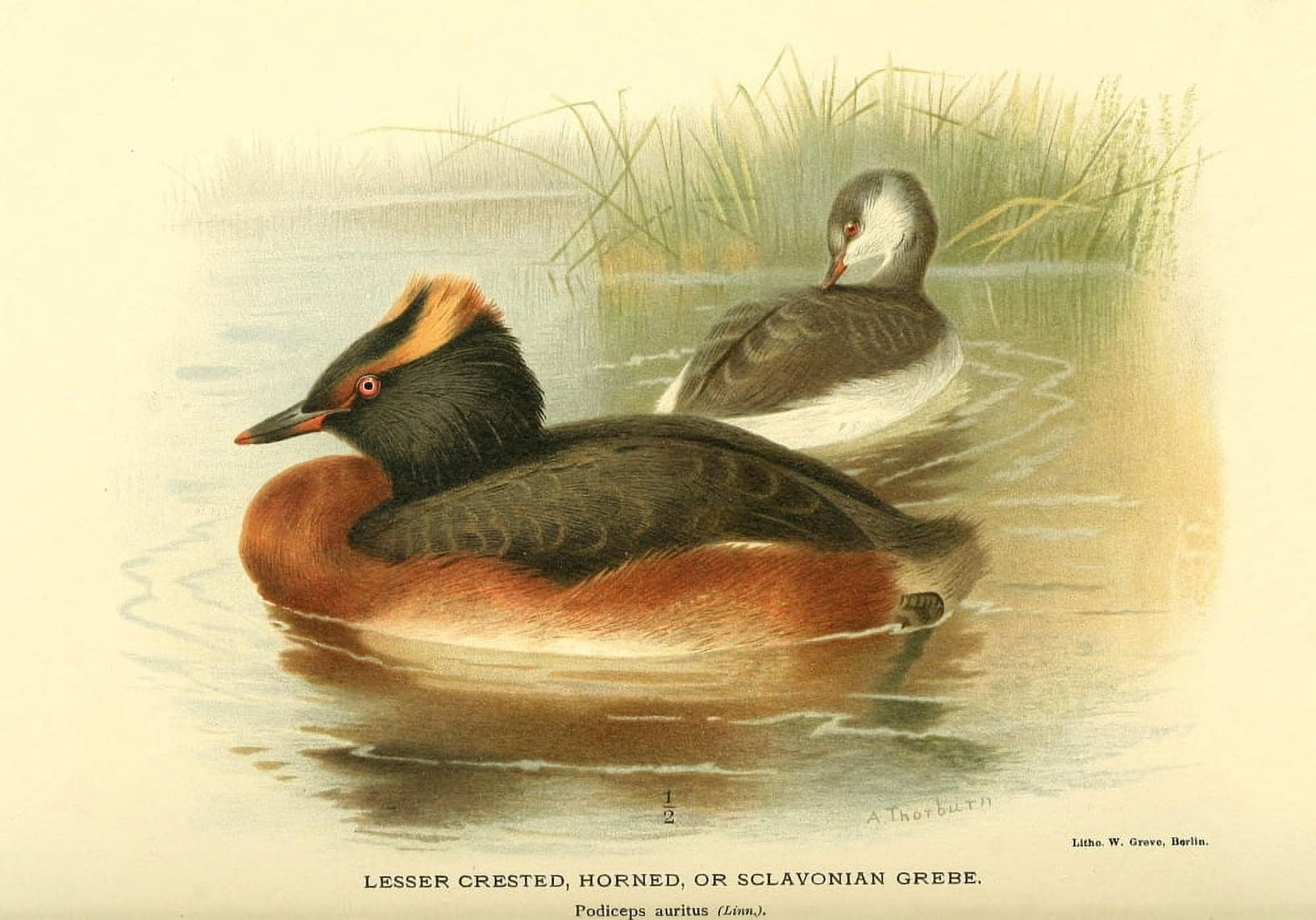 Birds of the British Islands 1885 Grebe Lesser-crested horned or Canvas Art - Archibald Thorburn (18 x 24)