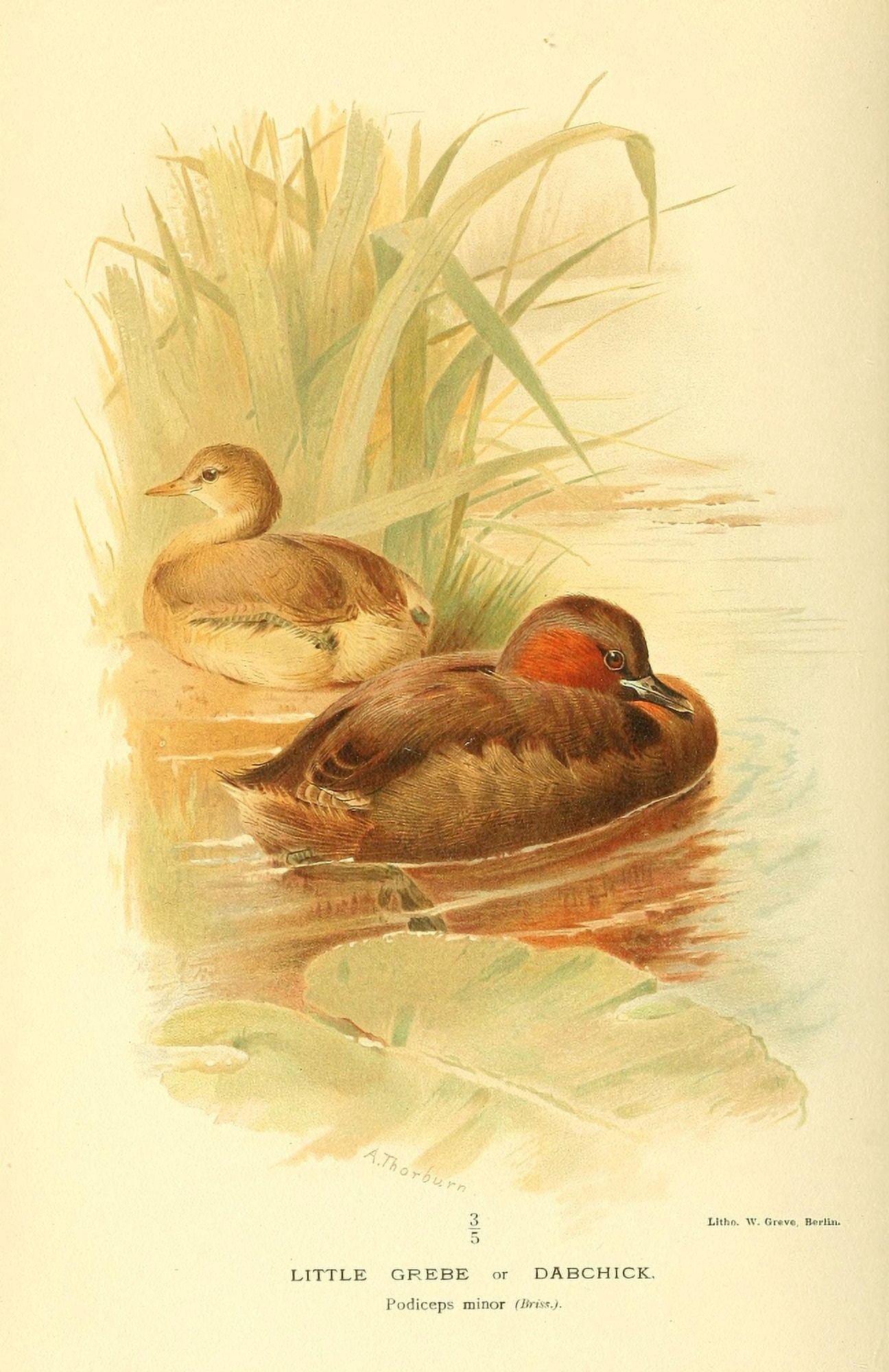 Birds of the British Islands 1885 Grebe Little or Dabchick Canvas Art - Archibald Thorburn (18 x 24)