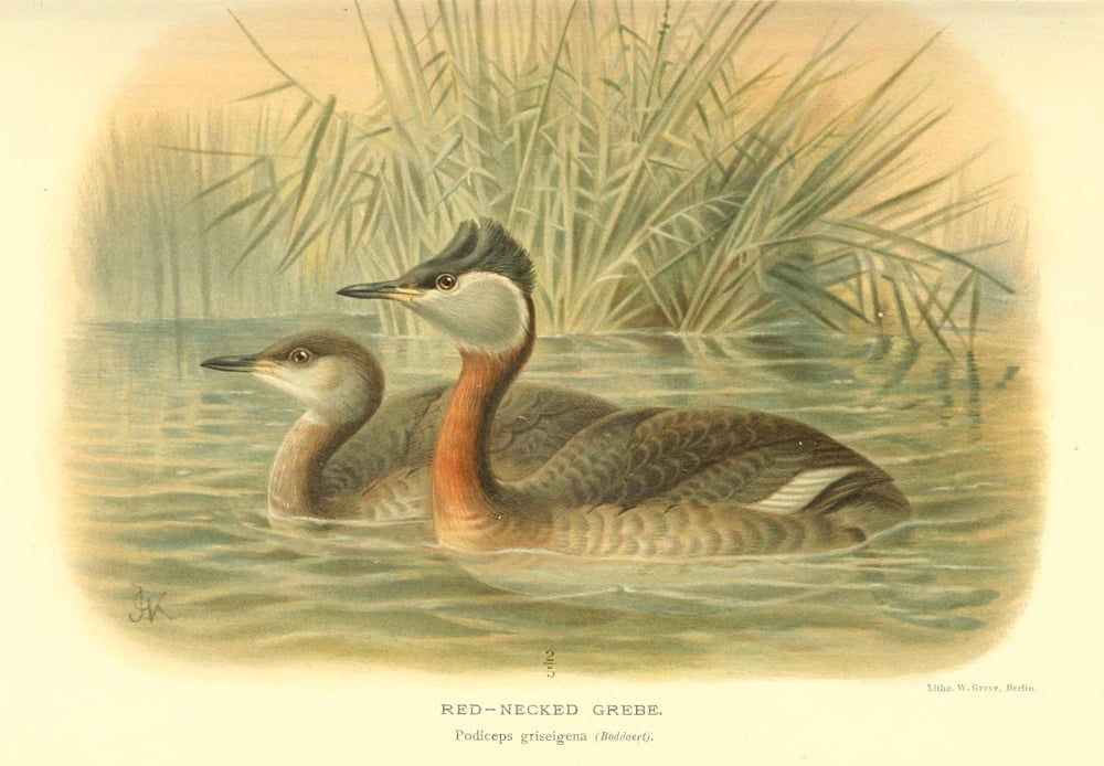 Birds of the British Islands 1885 Grebe Red-necked Canvas Art - Archibald Thorburn (18 x 24)