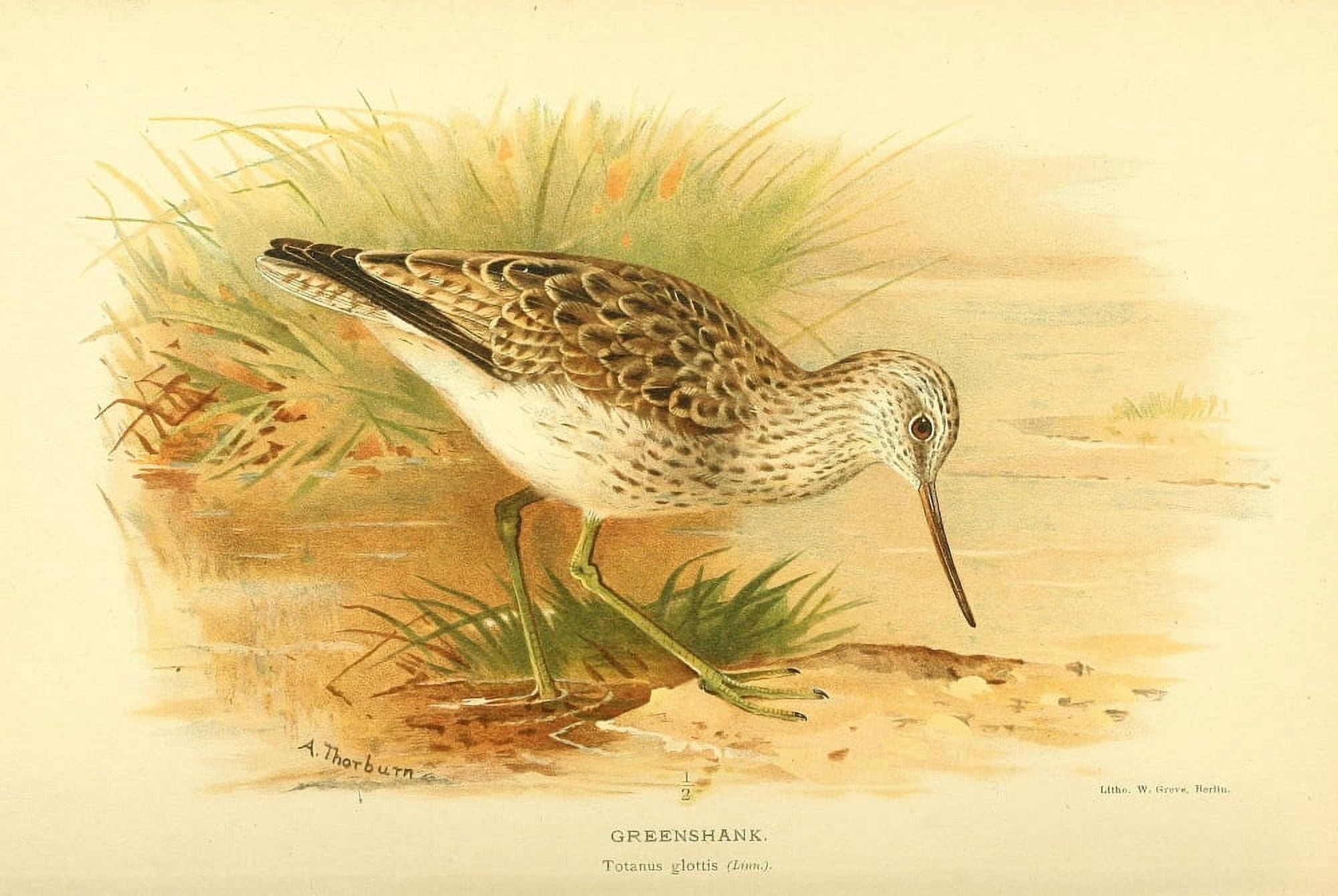 Birds of the British Islands 1885 Greenshank Canvas Art - Archibald Thorburn (24 x 36)