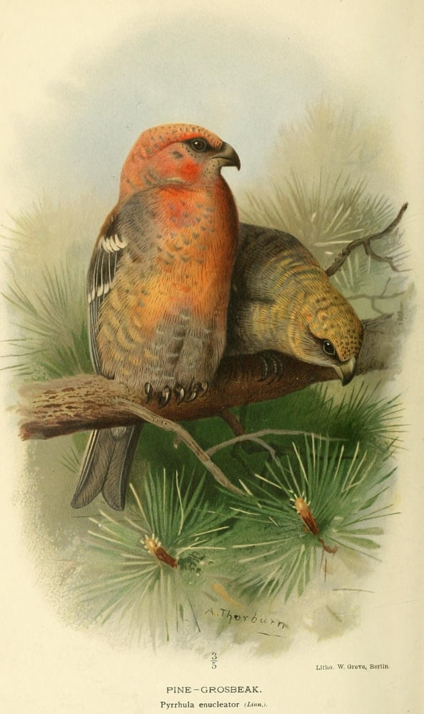Birds of the British Islands 1885 Grosbeak Pine Canvas Art - Archibald Thorburn (24 x 36)
