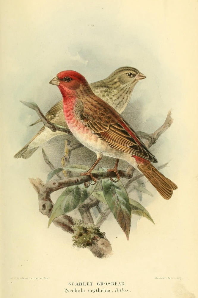 Birds of the British Islands 1885 Grosbeak Scarlet Canvas Art - John G Keulemans (24 x 36)