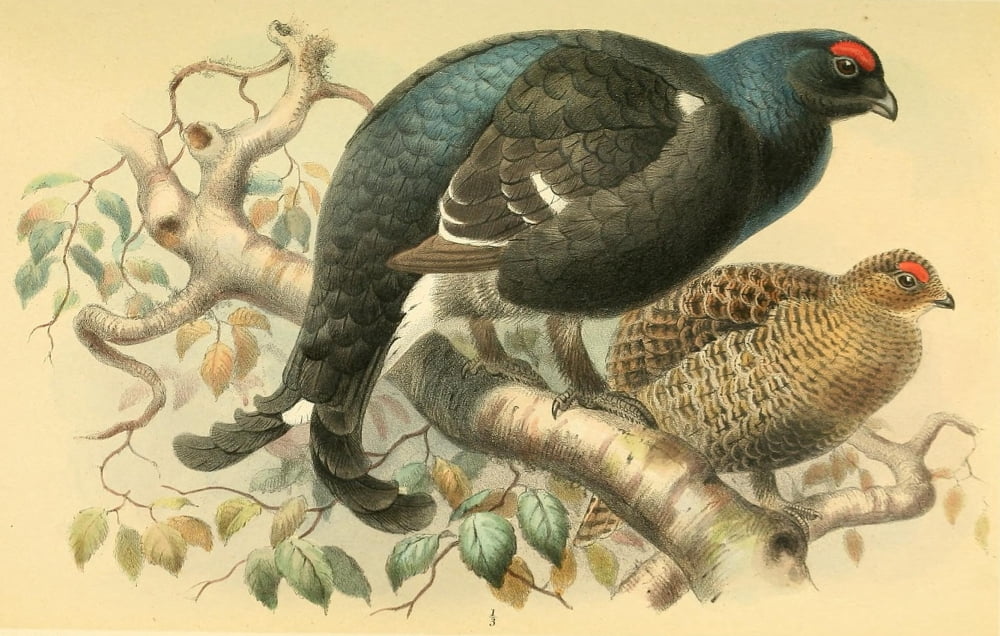 Birds of the British Islands 1885 Grouse Black Canvas Art - Joseph Smit (18 x 24)