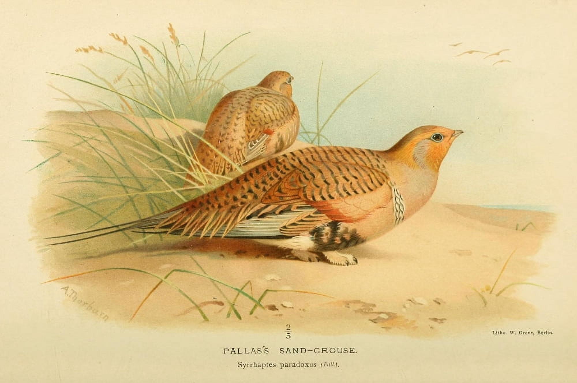 Birds of the British Islands 1885 Grouse Pallass Sand Canvas Art - Archibald Thorburn (24 x 36)
