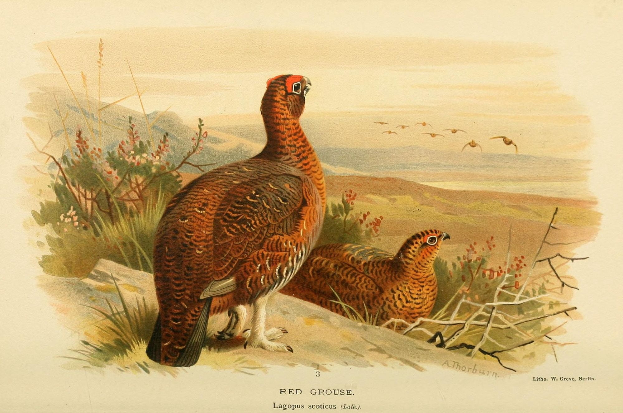 Birds of the British Islands 1885 Grouse Red Canvas Art - Archibald Thorburn (18 x 24)