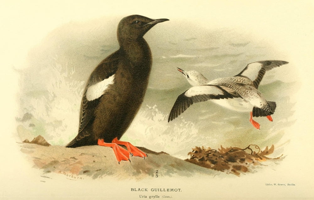 Birds of the British Islands 1885 Guillemot Black Canvas Art - Archibald Thorburn (18 x 24)