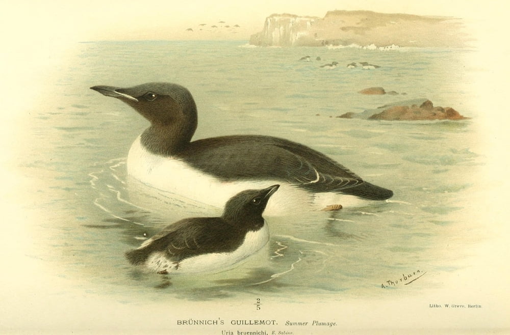 Birds of the British Islands 1885 Guillemot Brunnichs (summer plu Canvas Art - Archibald Thorburn (24 x 36)