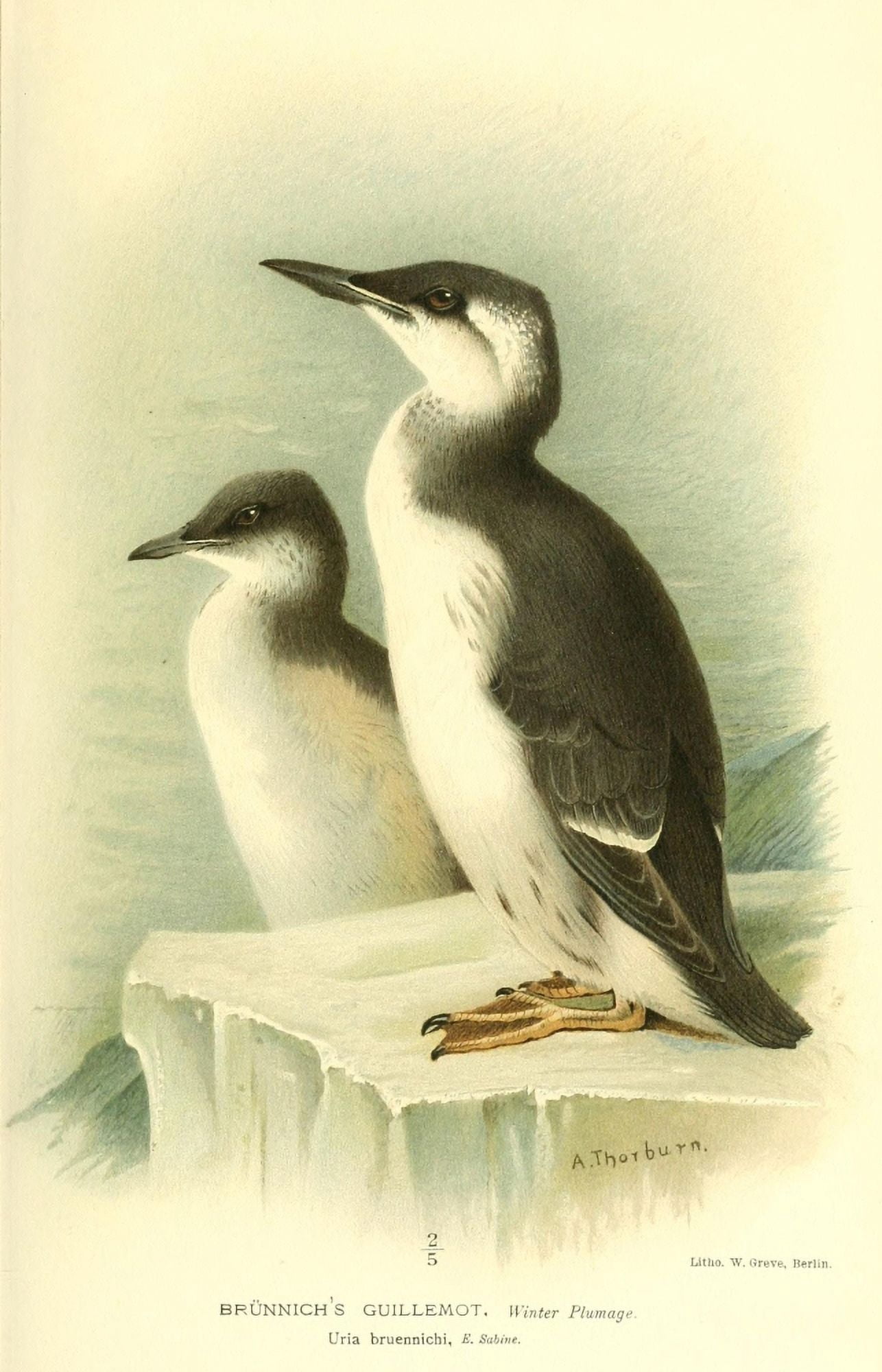 Birds of the British Islands 1885 Guillemot Brunnichs (winter plu Canvas Art - Archibald Thorburn (18 x 24)