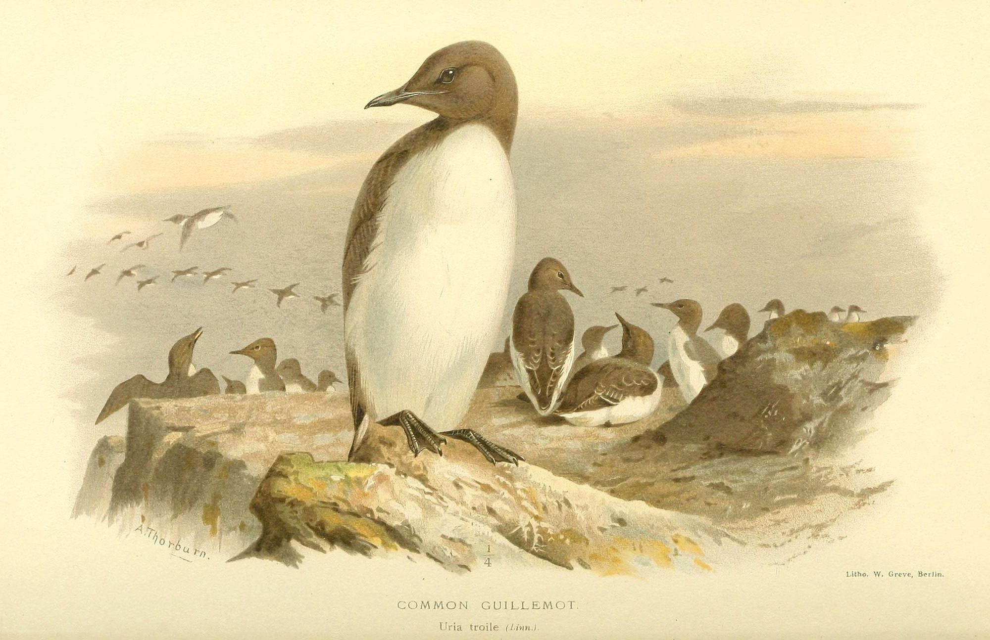 Birds of the British Islands 1885 Guillemot Common Canvas Art - Archibald Thorburn (18 x 24)