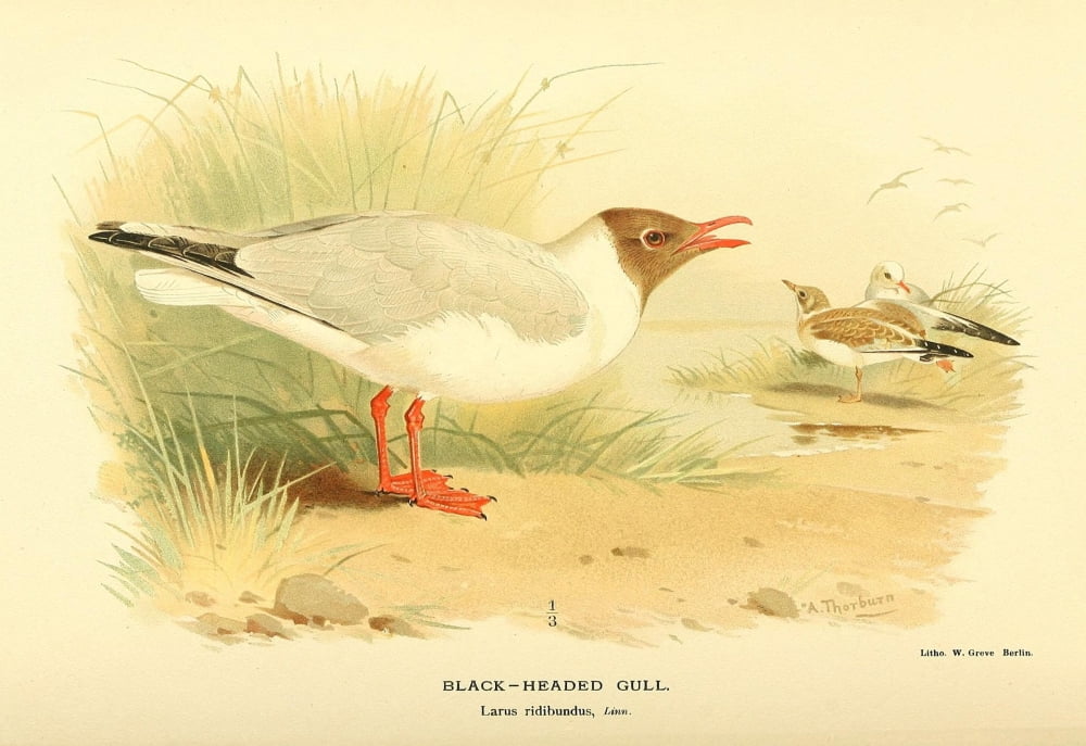 Birds of the British Islands 1885 Gull Black-headed Canvas Art - Archibald Thorburn (24 x 36)