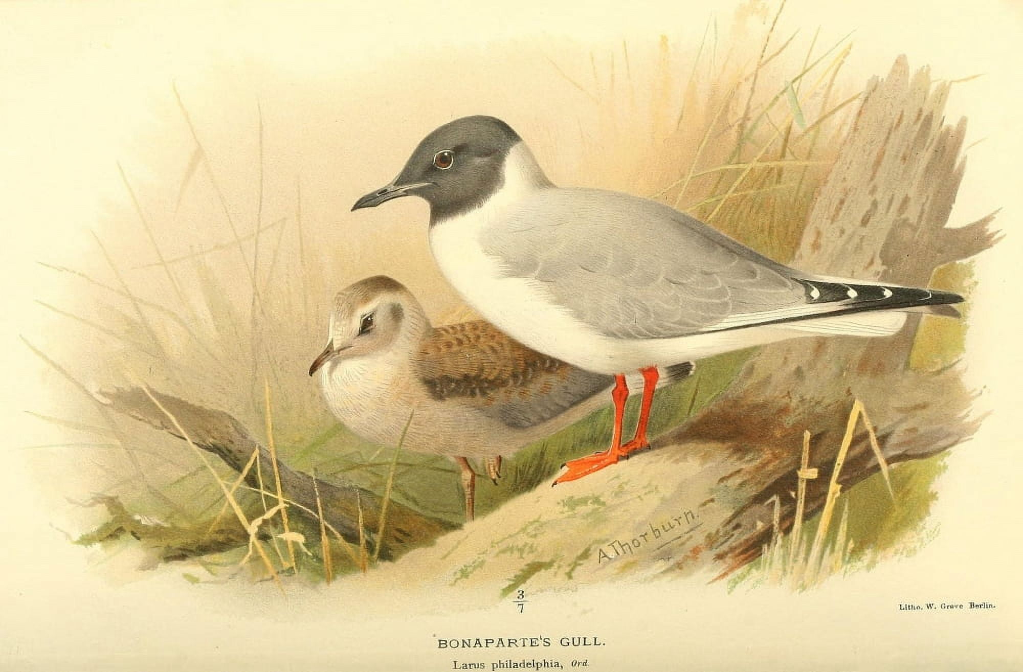 Birds of the British Islands 1885 Gull Bonapartes Canvas Art - Archibald Thorburn (24 x 36)