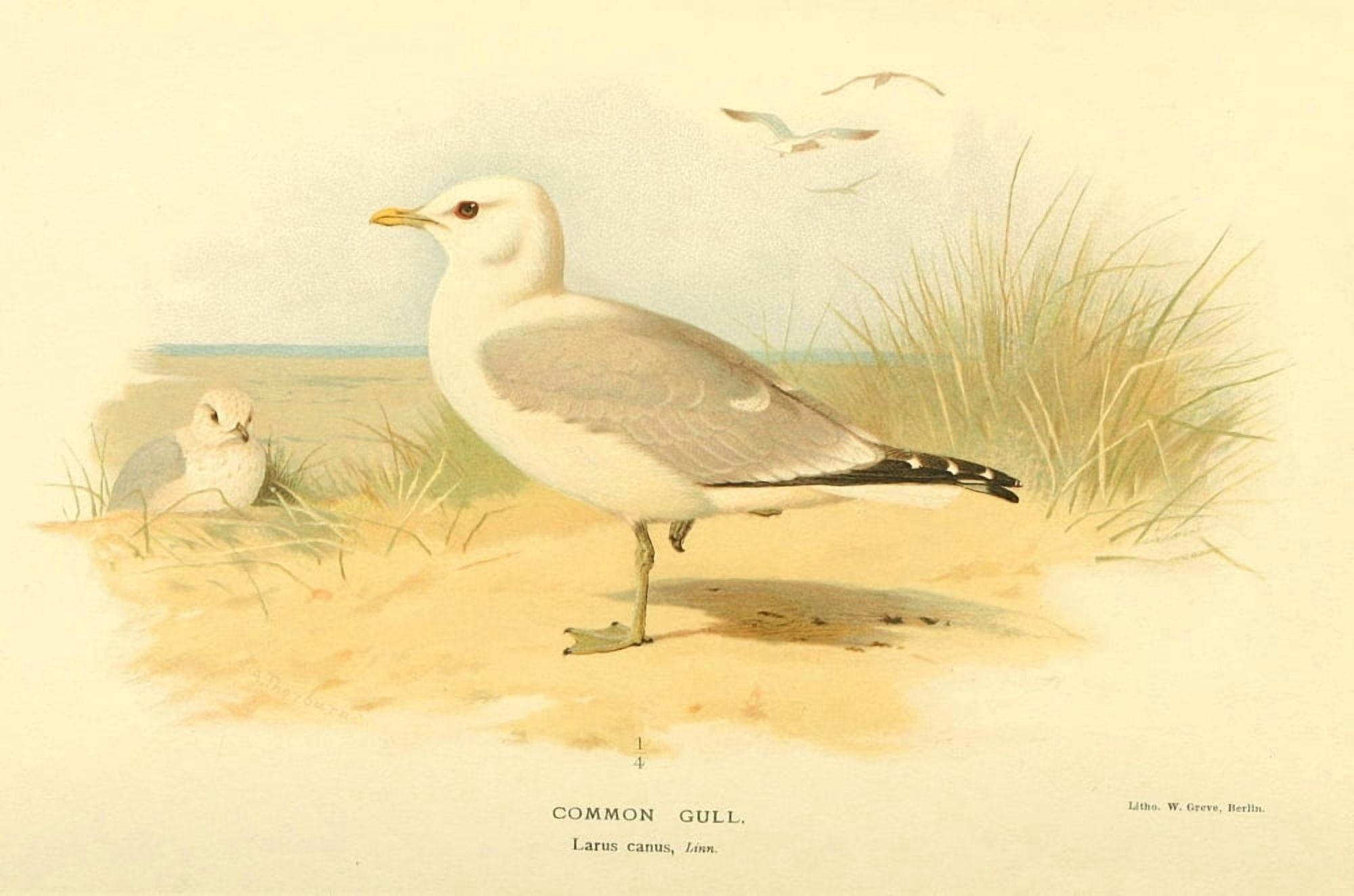 Birds of the British Islands 1885 Gull Common Canvas Art - Archibald Thorburn (18 x 24)