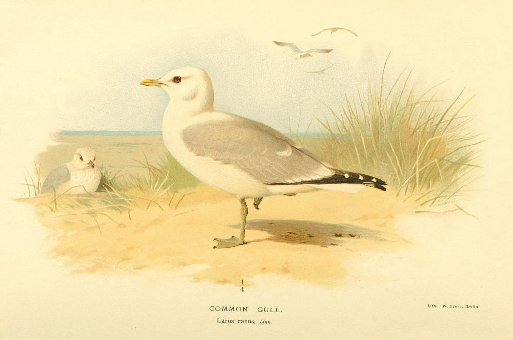 Birds of the British Islands 1885 Gull Common Canvas Art - Archibald Thorburn (24 x 36)