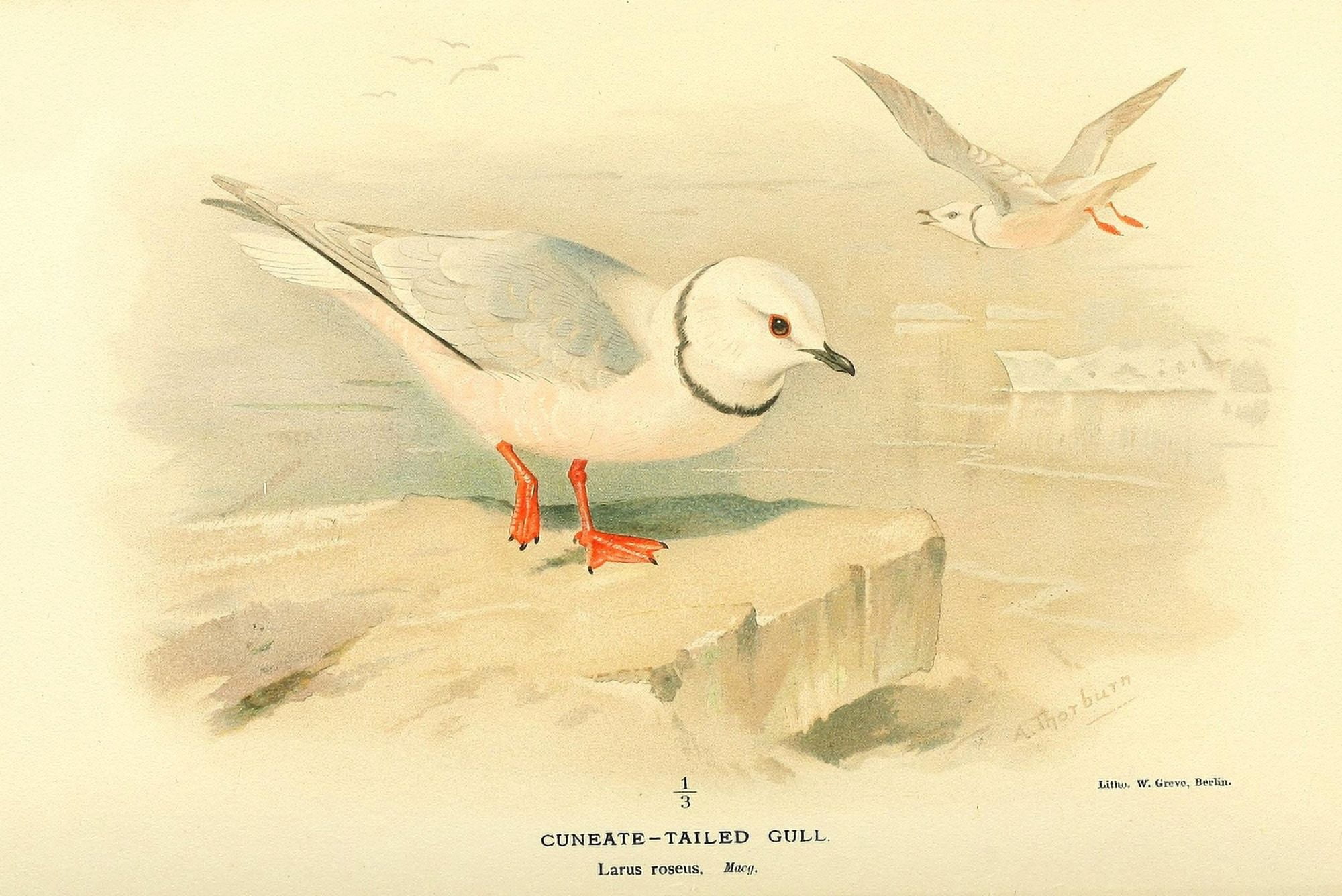 Birds of the British Islands 1885 Gull Cuneate-tailed Canvas Art - Archibald Thorburn (24 x 36)