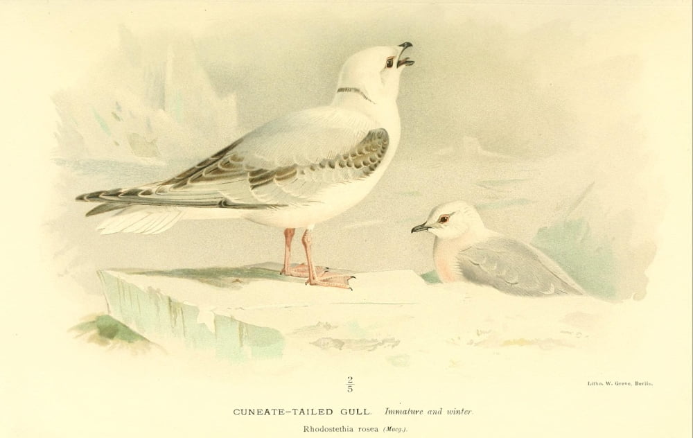 Birds of the British Islands 1885 Gull Cuneate-tailed (Immature & Canvas Art - Archibald Thorburn (18 x 24)