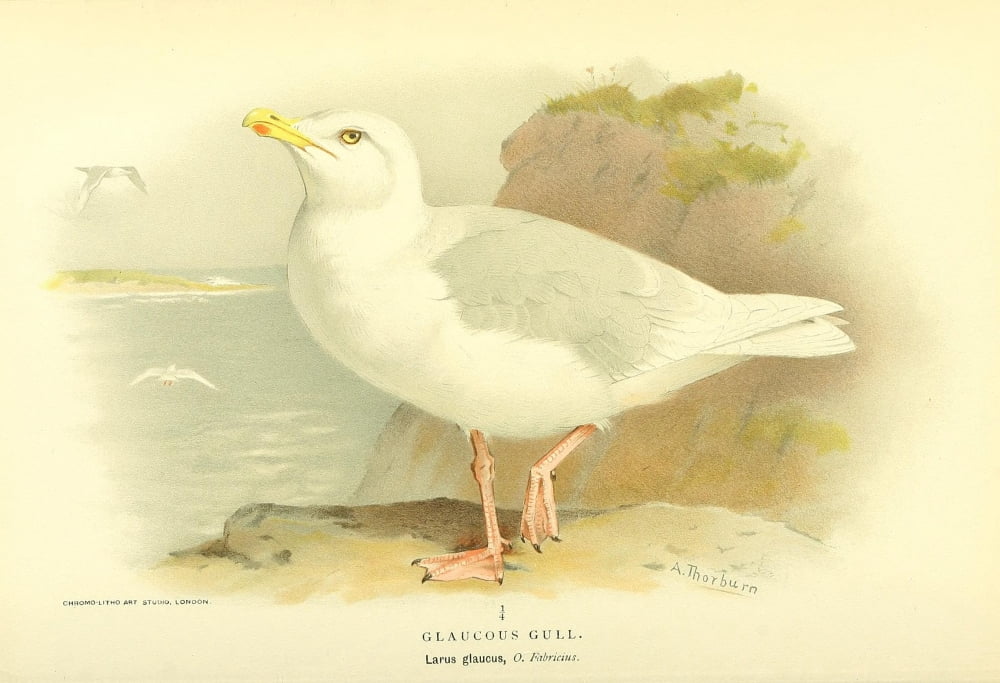 Birds of the British Islands 1885 Gull Glaucous Canvas Art - Archibald Thorburn (24 x 36)