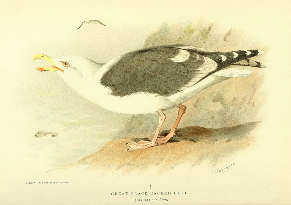 Birds of the British Islands 1885 Gull Great Black-backed Canvas Art - Archibald Thorburn (18 x 24)