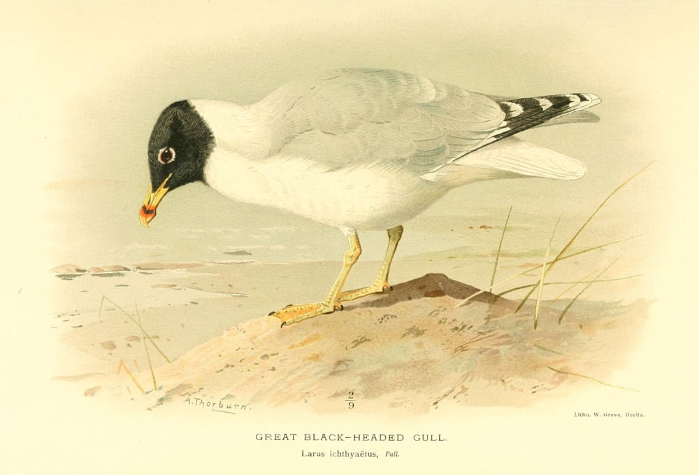 Birds of the British Islands 1885 Gull Great Black-headed Canvas Art - Archibald Thorburn (24 x 36)