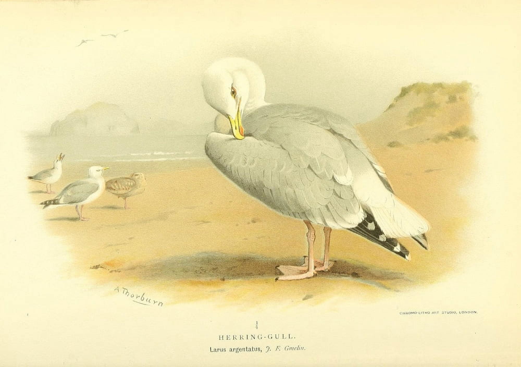 Birds of the British Islands 1885 Gull Herring Canvas Art - Archibald Thorburn (18 x 24)