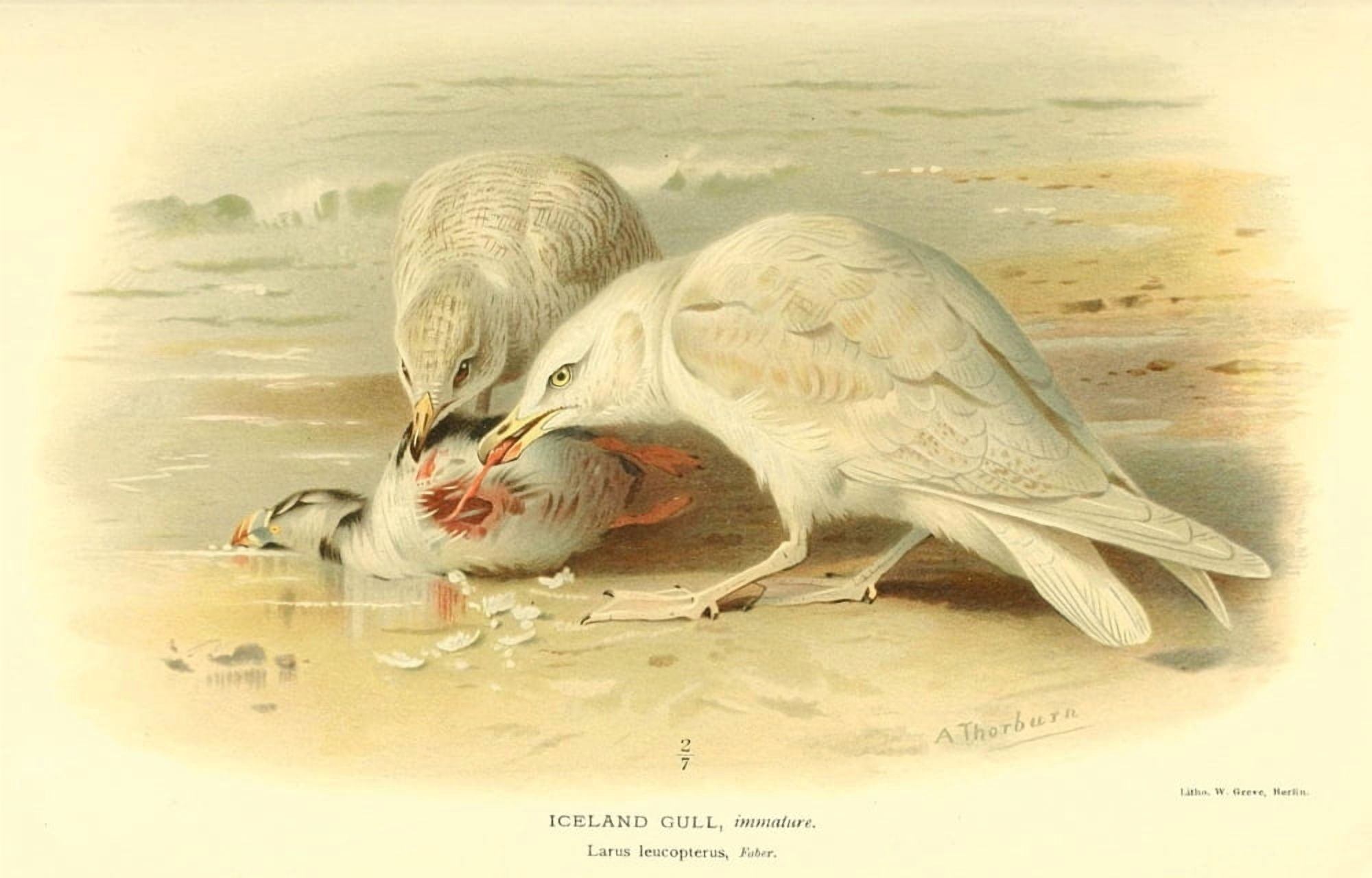 Birds of the British Islands 1885 Gull Iceland Canvas Art - Archibald Thorburn (18 x 24)