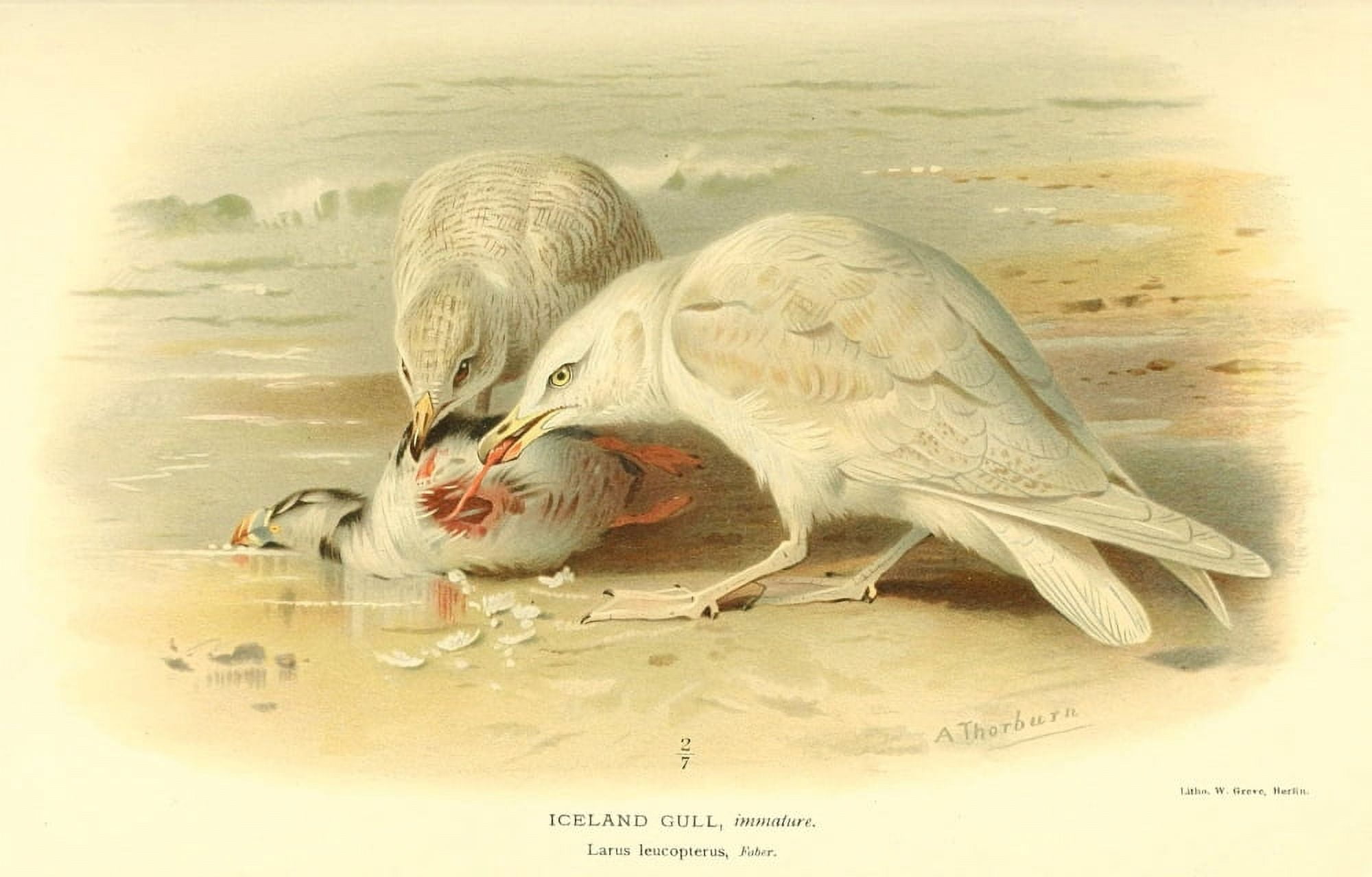 Birds of the British Islands 1885 Gull Iceland Canvas Art - Archibald Thorburn (24 x 36)