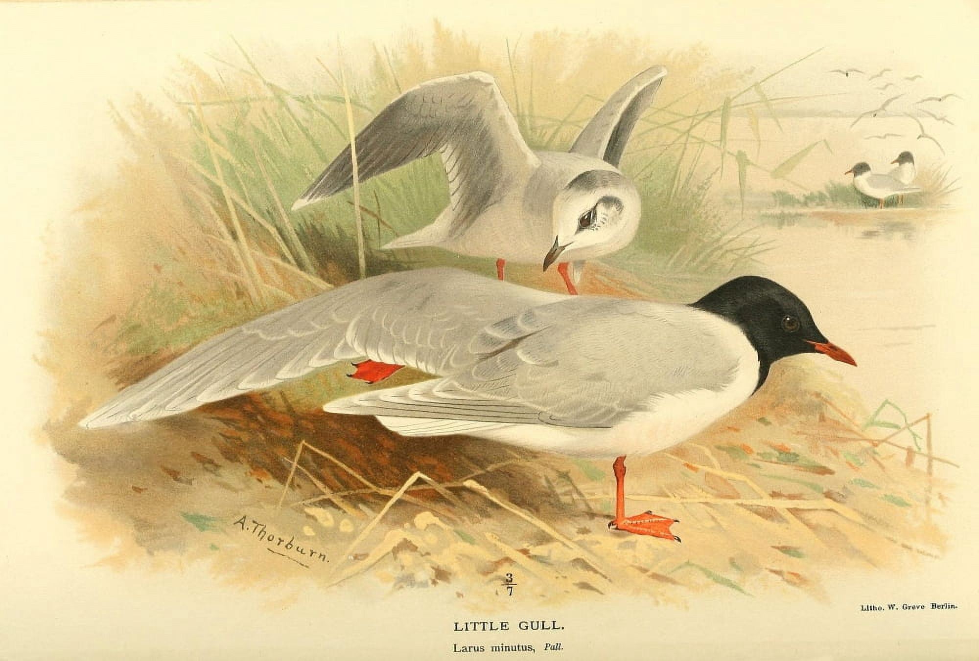 Birds of the British Islands 1885 Gull Little Canvas Art - Archibald Thorburn (18 x 24)