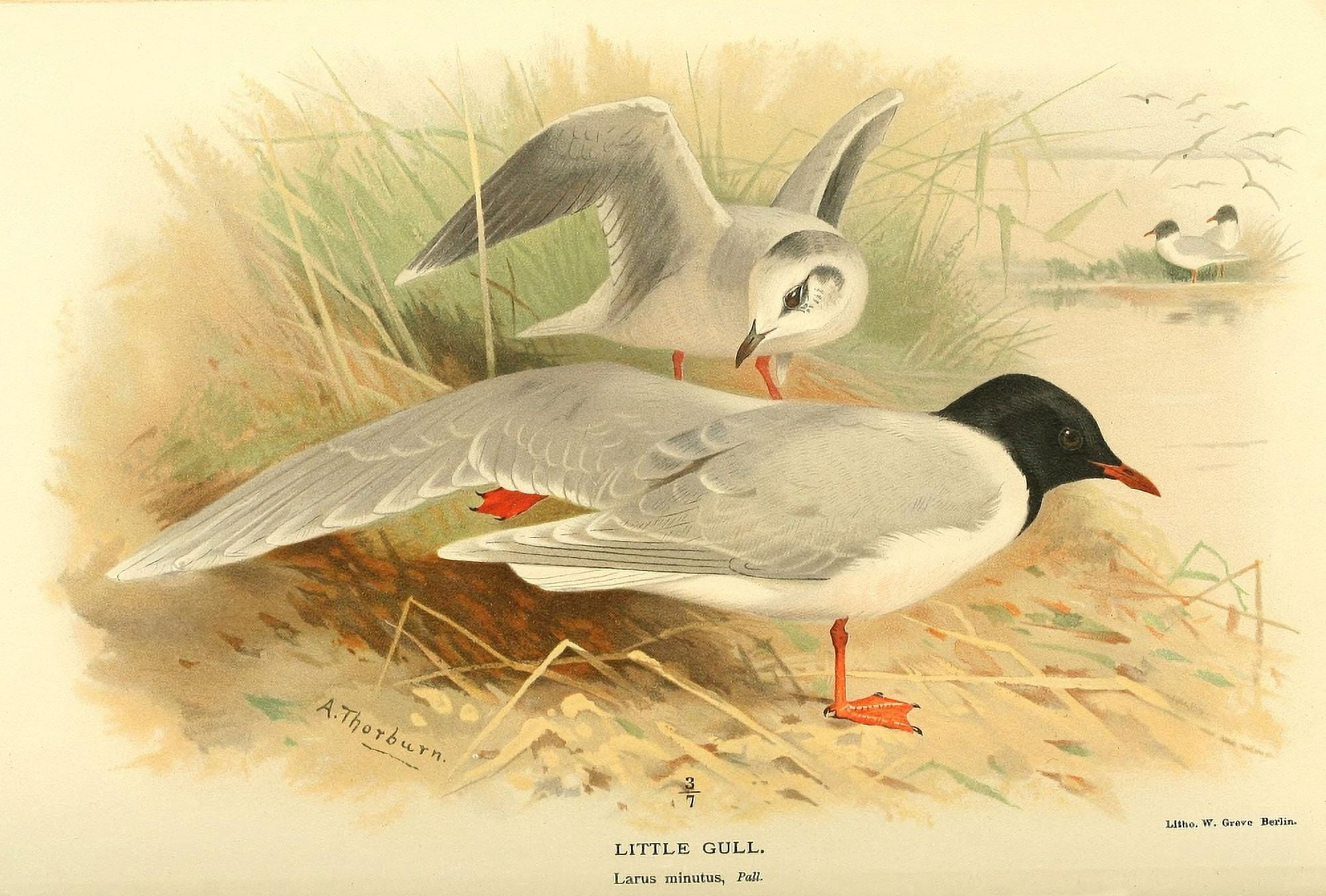 Birds of the British Islands 1885 Gull Little Canvas Art - Archibald Thorburn (24 x 36)