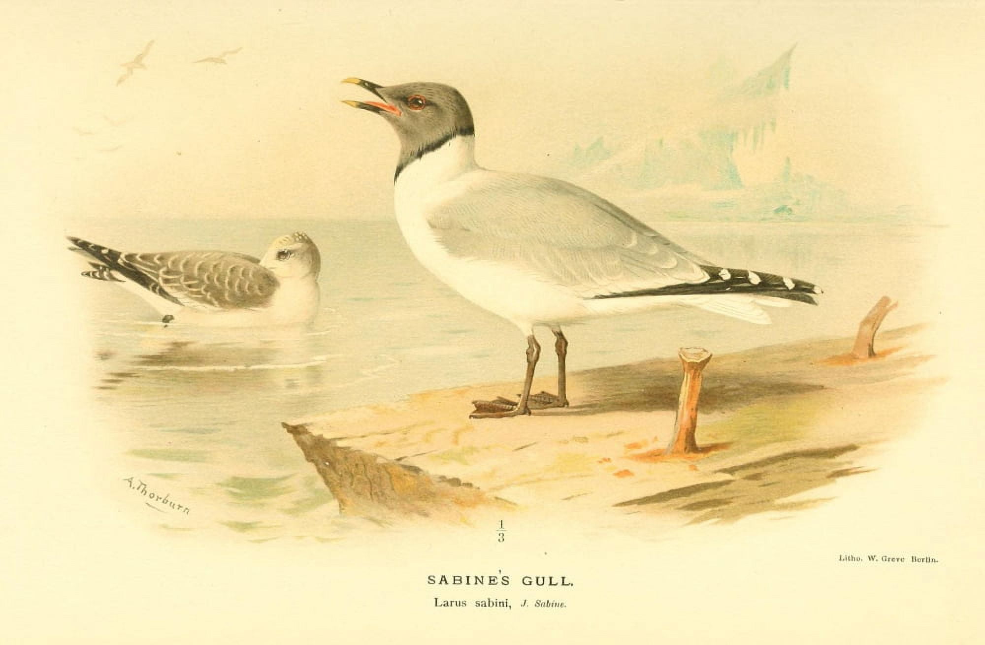 Birds of the British Islands 1885 Gull Sabines Canvas Art - Archibald Thorburn (18 x 24)