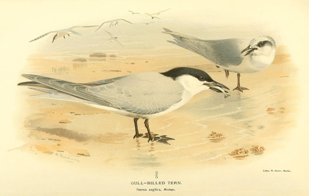 Birds of the British Islands 1885 Gull-billed Tern Canvas Art - Archibald Thorburn (24 x 36)