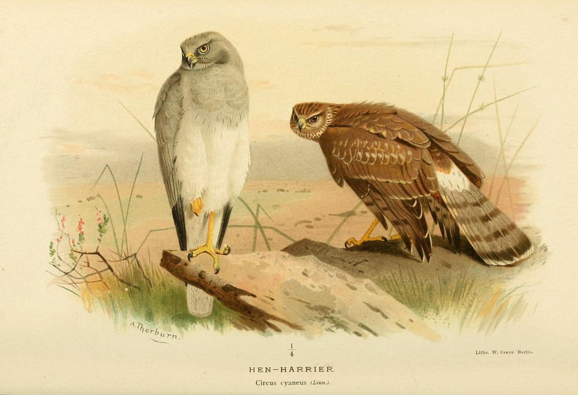Birds of the British Islands 1885 Harrier Hen Canvas Art - Archibald Thorburn (18 x 24)
