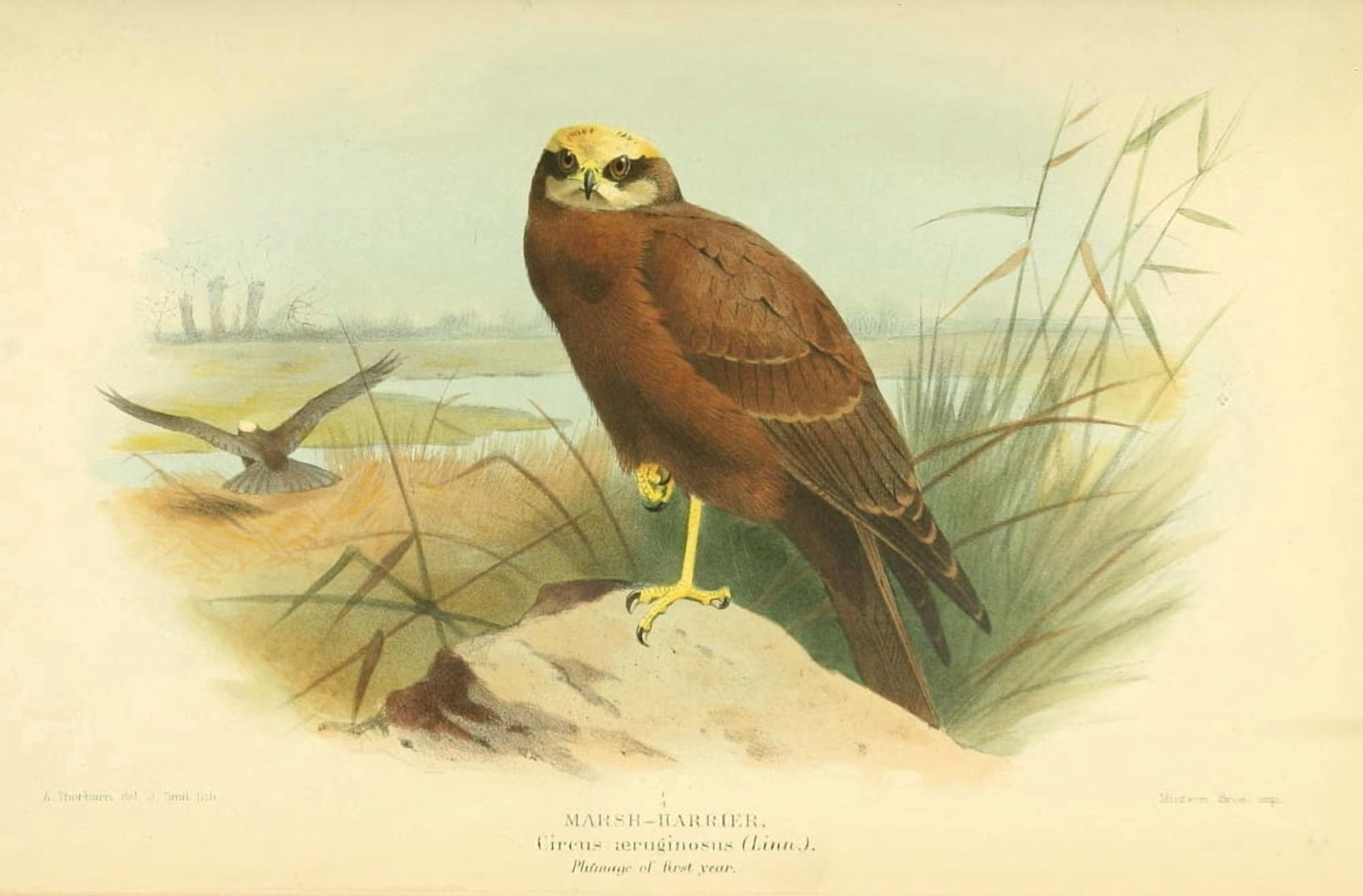 Birds of the British Islands 1885 Harrier Marsh (1st year) Canvas Art - Archibald Thorburn (18 x 24)