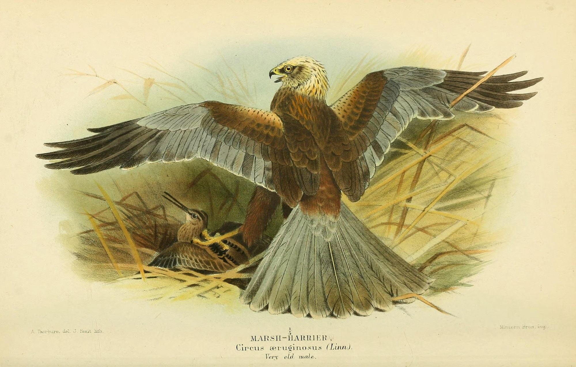Birds of the British Islands 1885 Harrier Marsh Canvas Art - Archibald Thorburn (24 x 36)