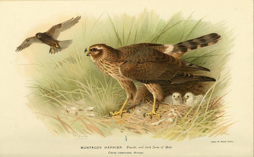 Birds of the British Islands 1885 Harrier Montagus (female) Canvas Art - Archibald Thorburn (18 x 24)