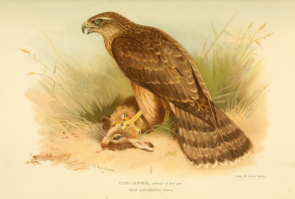Birds of the British Islands 1885 Hawk Gos (1st year) Canvas Art - Archibald Thorburn (18 x 24)