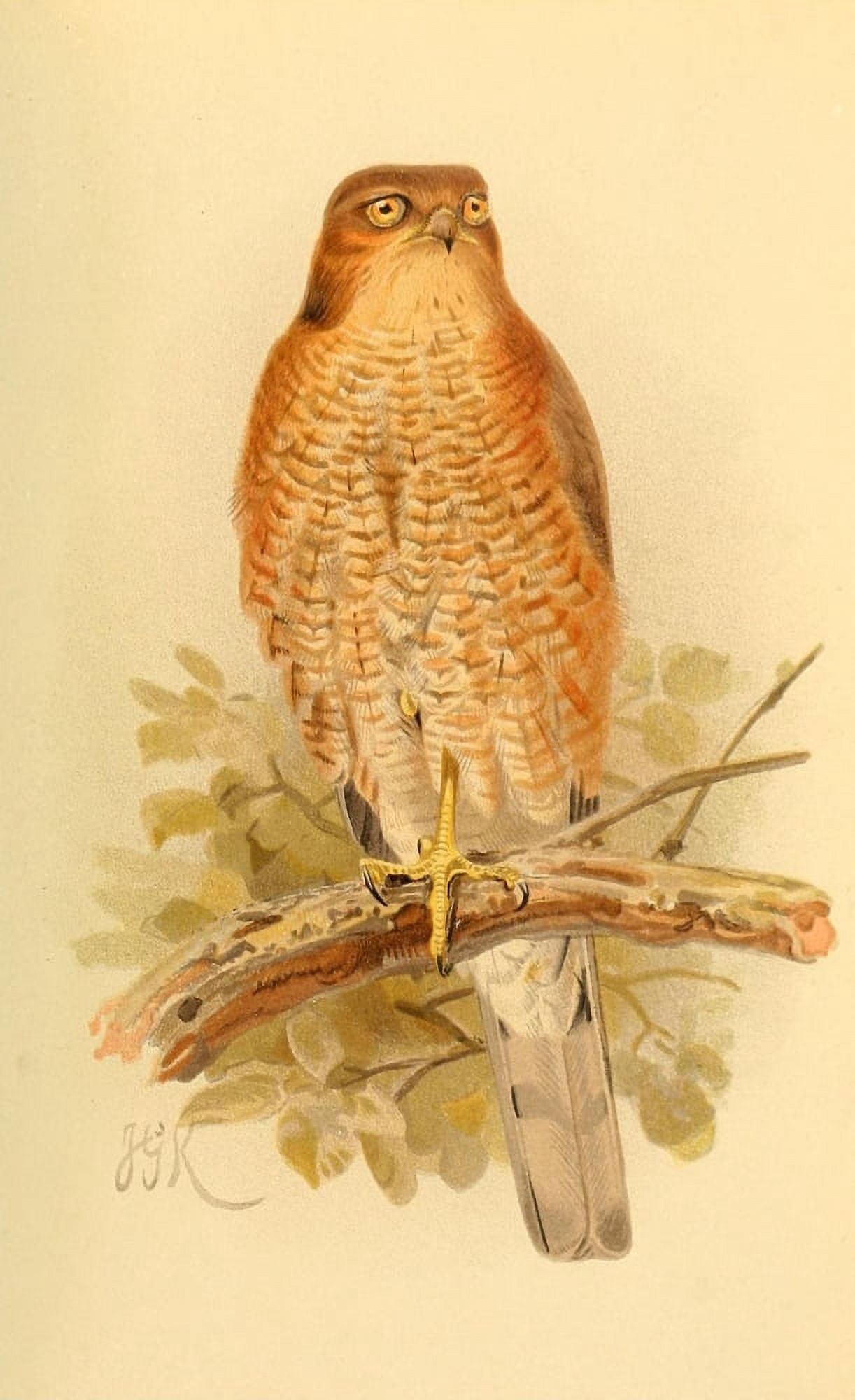 Birds of the British Islands 1885 Hawk Sparrow 1 Canvas Art - John G Keulemans (18 x 24)