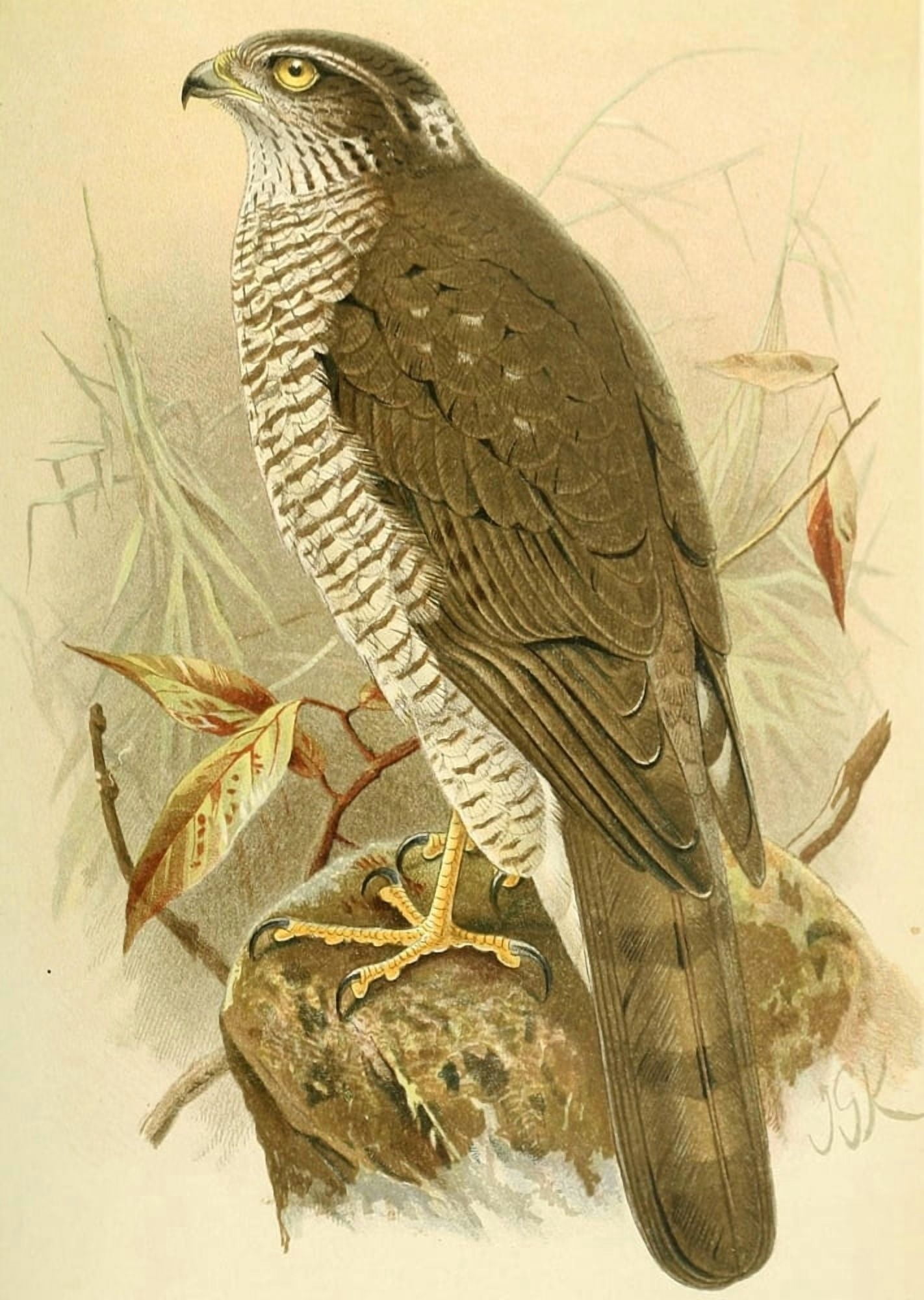 Birds of the British Islands 1885 Hawk Sparrow 2 Canvas Art - John G Keulemans (18 x 24)