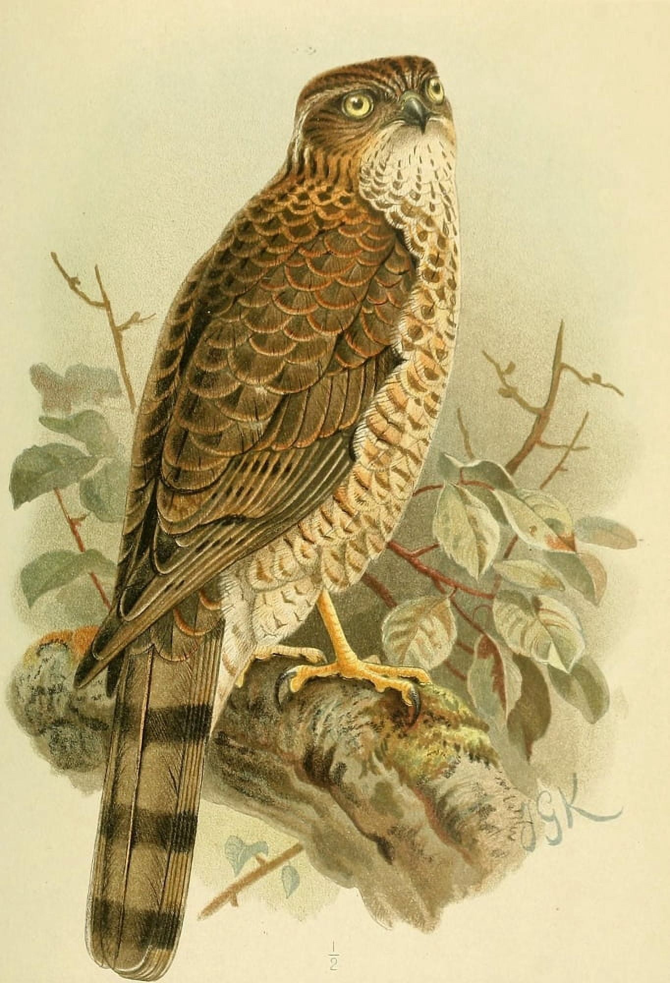 Birds of the British Islands 1885 Hawk Sparrow (Female immature) Canvas Art - John G Keulemans (18 x 24)
