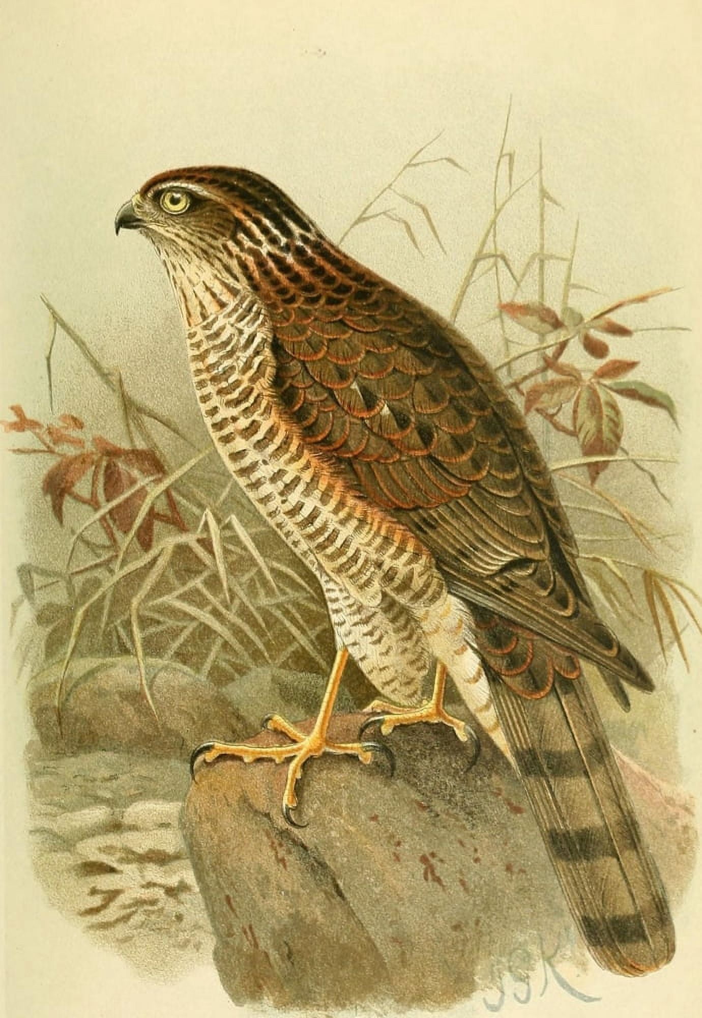 Birds of the British Islands 1885 Hawk Sparrow (Male immature) Canvas Art - John G Keulemans (24 x 36)