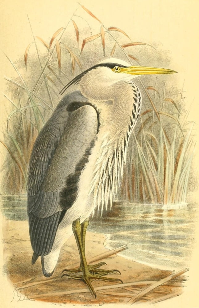 Birds of the British Islands 1885 Heron Common Canvas Art - John G Keulemans (18 x 24)