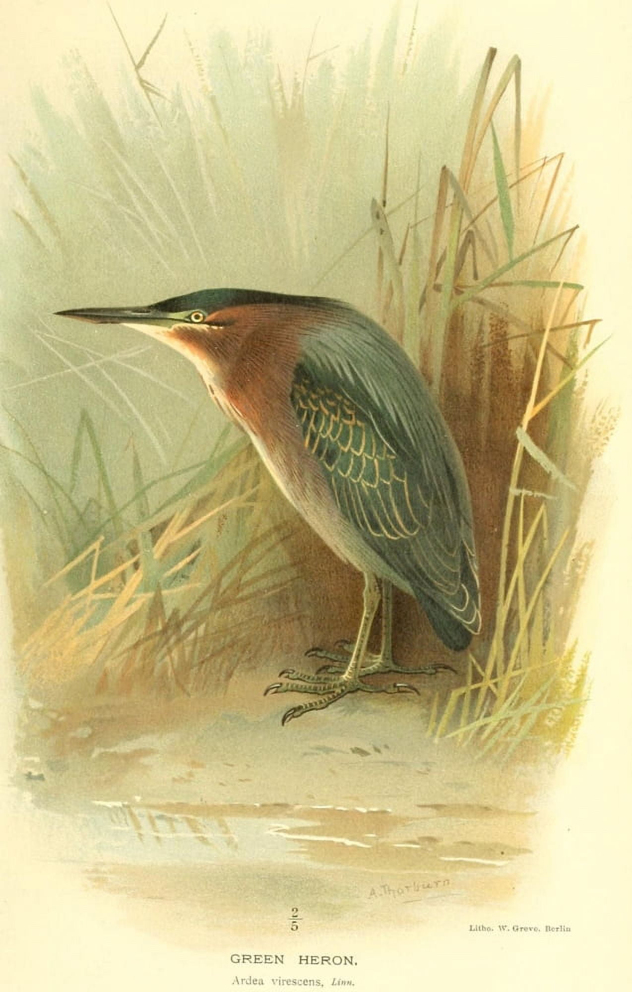 Birds of the British Islands 1885 Heron Green Canvas Art - Archibald Thorburn (18 x 24)