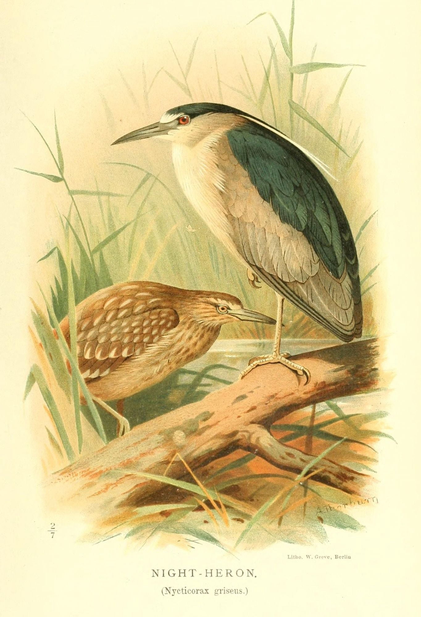 Birds of the British Islands 1885 Heron Night Canvas Art - Archibald Thorburn (24 x 36)