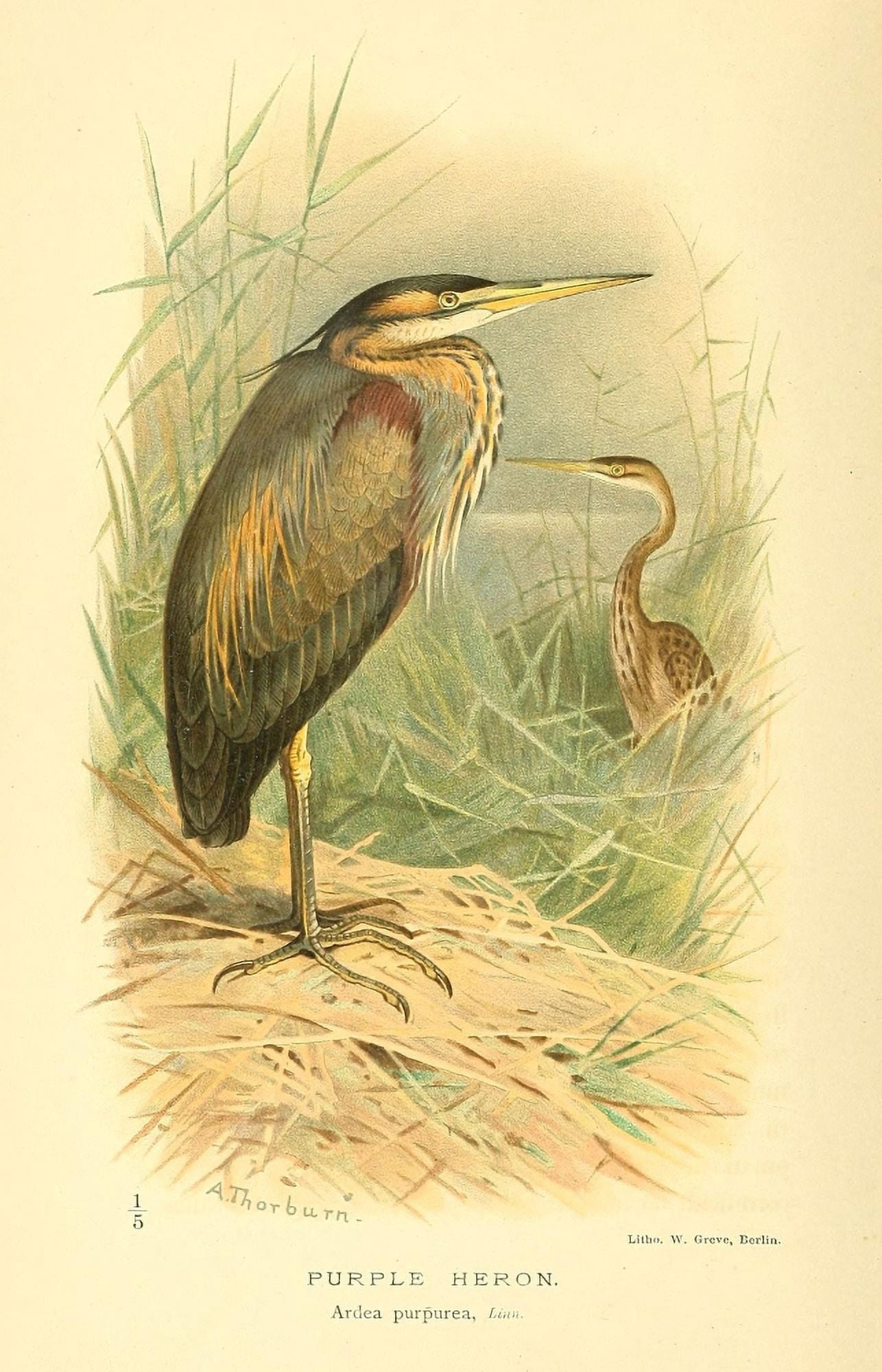 Birds of the British Islands 1885 Heron Purple Canvas Art - Archibald Thorburn (18 x 24)