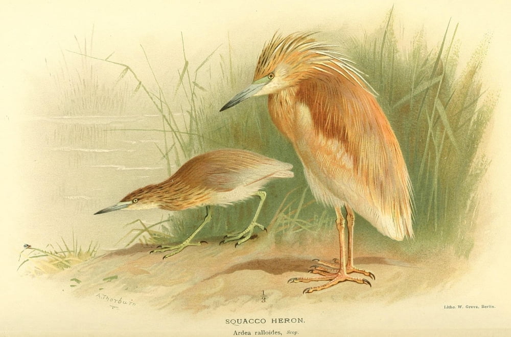 Birds of the British Islands 1885 Heron Squacco Canvas Art - Archibald Thorburn (24 x 36)