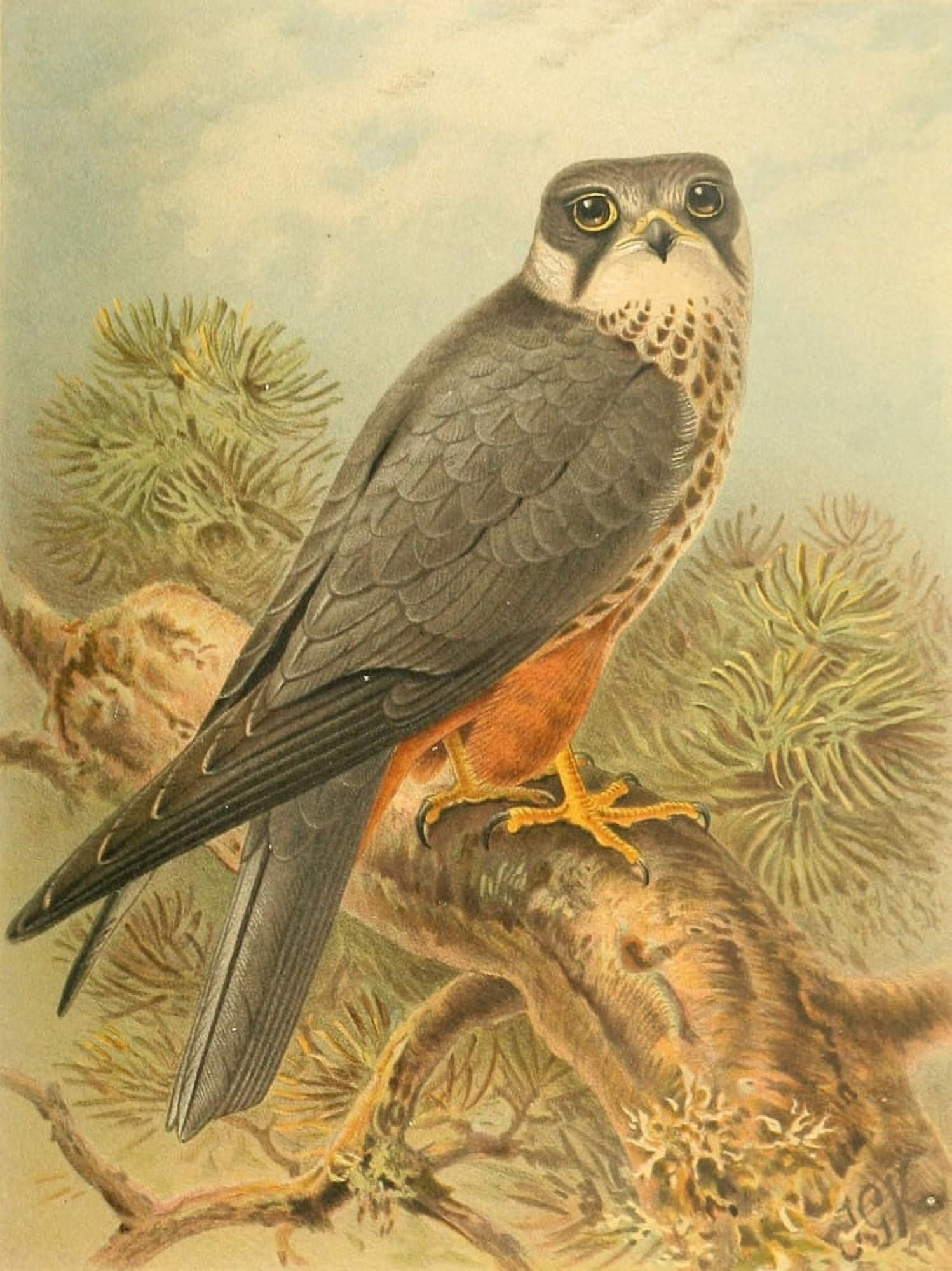 Birds of the British Islands 1885 Hobby Canvas Art - John G Keulemans (24 x 36)