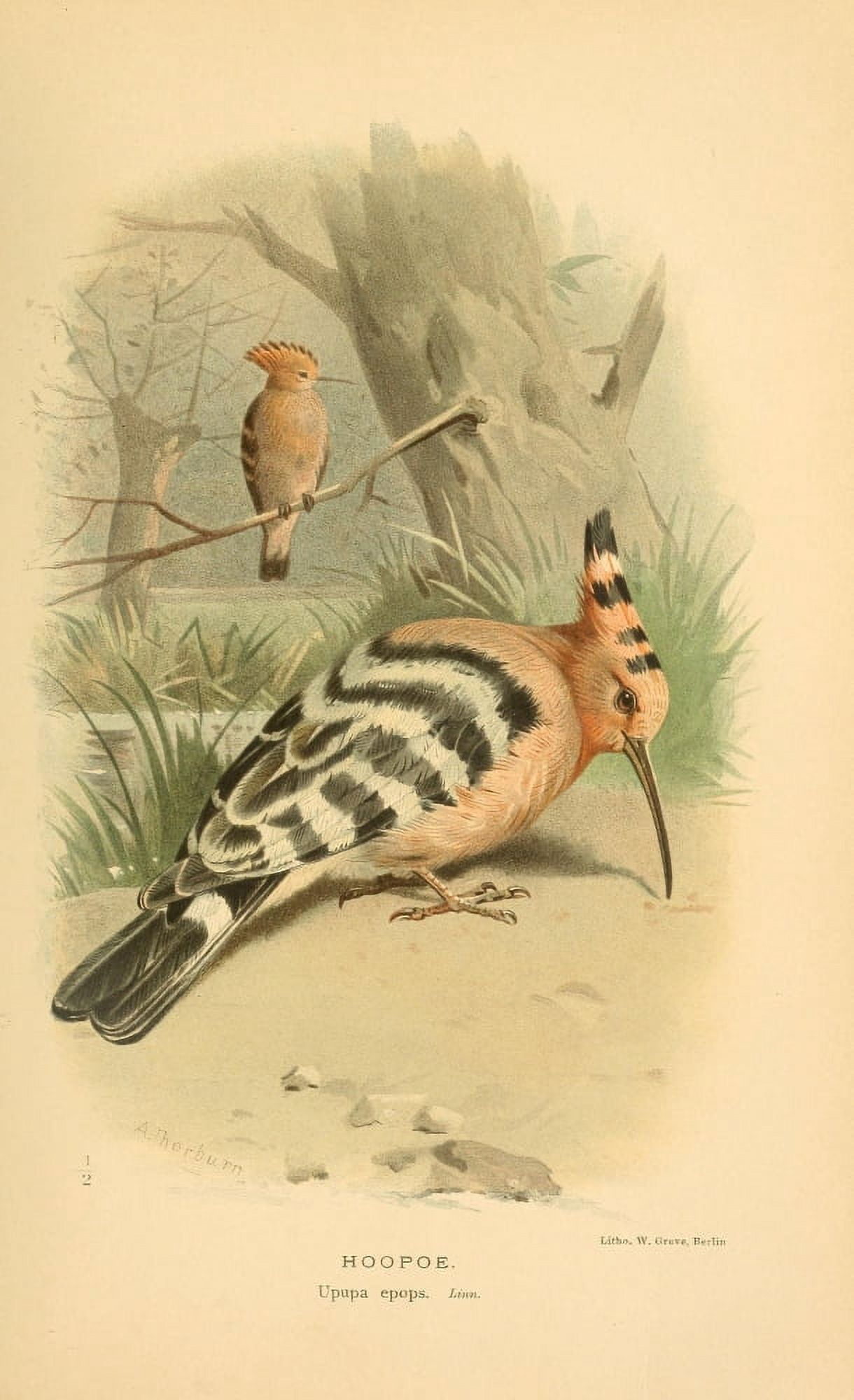 Birds of the British Islands 1885 Hoopoe Canvas Art - Archibald Thorburn (24 x 36)